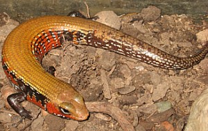 fenix Avisos gratis en Chile en Santiago |  Esquinco de fuego, Esquinco de fuego