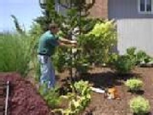 ricardo Avisos gratis en Chile en Vitacura |  servicios de jardineria y limpieza, limpieza de casas y mantenciones de jardines