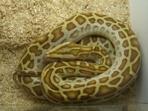 Chris Avisos gratis en Chile en Santiago |  Burmese Python, Hypo, Albino Granit