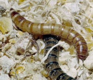 fenix Avisos gratis en Chile en Santiago |  Tenebrios oferta precio imperdible, Tenebrios oferta precio imperdible