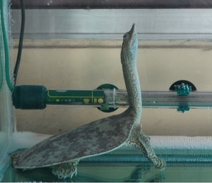 fenix Avisos gratis en Chile en Santiago |  Incre&iacute;ble y rara tortuga caparaz&oacute;n blando (hermosos colores ), animal unico en su genero muy hermoso