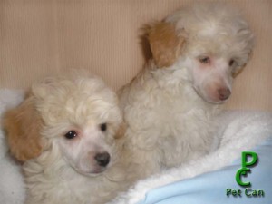 Pet Can Avisos gratis en Chile en Las Condes |  * * * POODLE ENANITOS * * *, ��� GARANTIZADOS !!!
