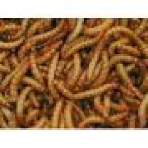 Ariel Martinez Sepulveda Avisos gratis en Chile en Maip&uacute; |  Venta de Tenebrios 180 a $5000.-, Alimento Vivo Para Todo Tipo de Mascota