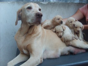 Marcelo Avisos gratis en Chile en Puente Alto |  Hermosos cachorros labrador retriever, lindos cachorritos labradores listos para entrega