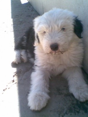 PILAR Avisos gratis en Chile en Santiago |  CACHORROS PASTOR INGLES SE VENDEE, SE VENDE CHACHORRITOS