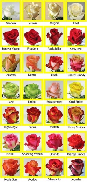 Mauricio Rojas Avisos gratis en Chile en Santiago |  ARREGLOS FLORES NATURALES , RAMOS DE NOVIA, DECORACION MATRIMONIOS, MAURICIO ROJAS - WILMA FUENTES PEINADOS Y MAQUILLAJES A DOMICILIO