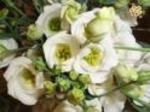 Mauricio Rojas Avisos gratis en Chile en Santiago |  ARREGLOS FLORES NATURALES , RAMOS DE NOVIA, DECORACION MATRIMONIOS, MAURICIO ROJAS - WILMA FUENTES PEINADOS Y MAQUILLAJES A DOMICILIO