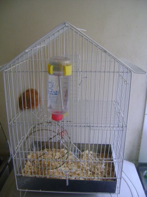 JOHANNA Avisos gratis en Chile en San Bernardo |  VENDO HAMSTER HEMBRA CON JAULA, HERMOSA HAMSTER, CON JAULA, ACCESORIOS Y ALIMENTO