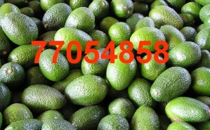 ita arteaga Avisos gratis en Chile en Providencia |  vendo paltas hass , providencia 77054858