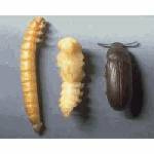 elias Avisos gratis en Chile en La Florida |  tenebrios alimento vivo y golocina para tu mascota con mas de 300 proteinas, le encantaran a tu mascota