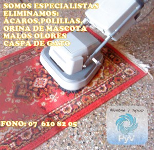 ALFOMBRAS Avisos gratis en Chile en Providencia |  LAVADO DESINFECCION LIMPIEZA ALFOMBRAS, ELIMINE &Aacute;CAROS,POLILLAS,HONGOS,MALOS OLORES ETC