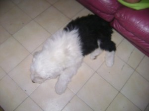 camila mu&ntilde;oz Avisos gratis en Chile en San Miguel |  vendo hermosos cachorros pastor ingles, 60.000