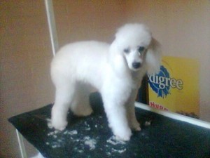 camila Avisos gratis en Chile en San Miguel |  Peluqueria canina , a domicilio tambien