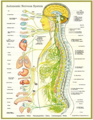 Quiropraxia Integral Avisos gratis en Chile en Vi&ntilde;a del Mar |  QUIROPRAXIA DOLORES DE ESPALDA Y M&Aacute;S, Quiropr&aacute;ctico Vi&ntilde;a del Mar