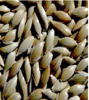 GUILLERMO NAVARRETE AHUMADA Avisos gratis en Chile en Temuco |  LLEGO LA SOLUCION PARA BAJAR DE PESO, CONSUMA LINAZA